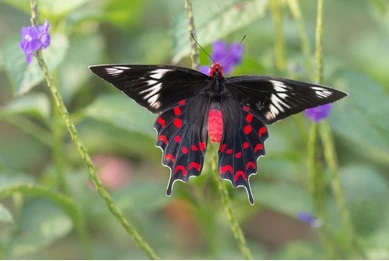 Forest insects Namal Uyana